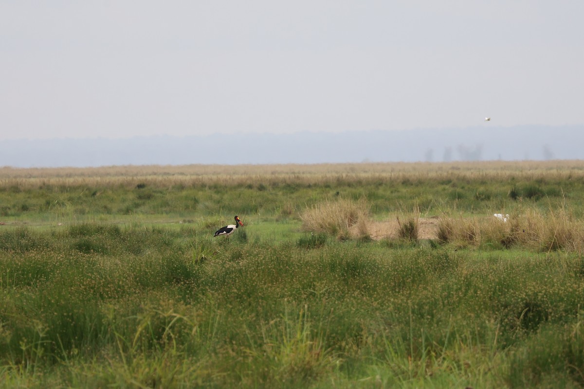 Saddle-billed Stork - ML642316927