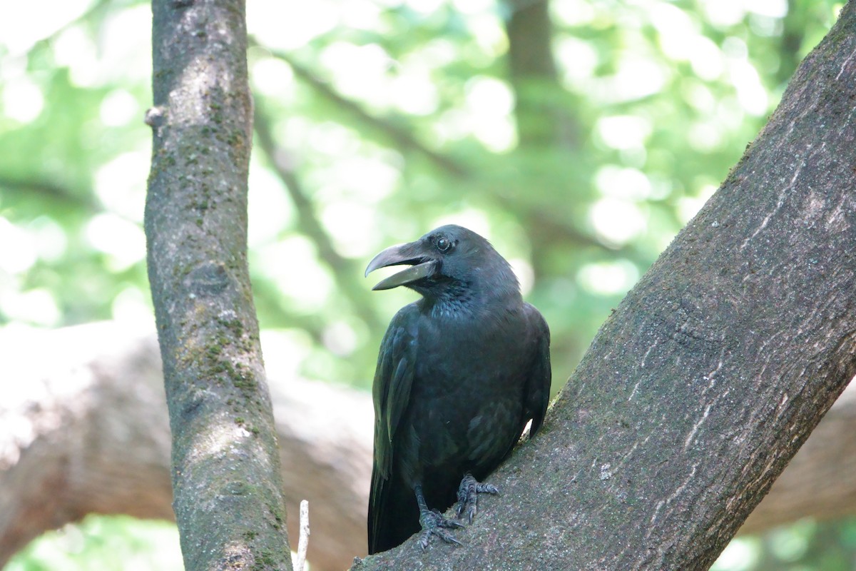 Large-billed Crow - ML642316928
