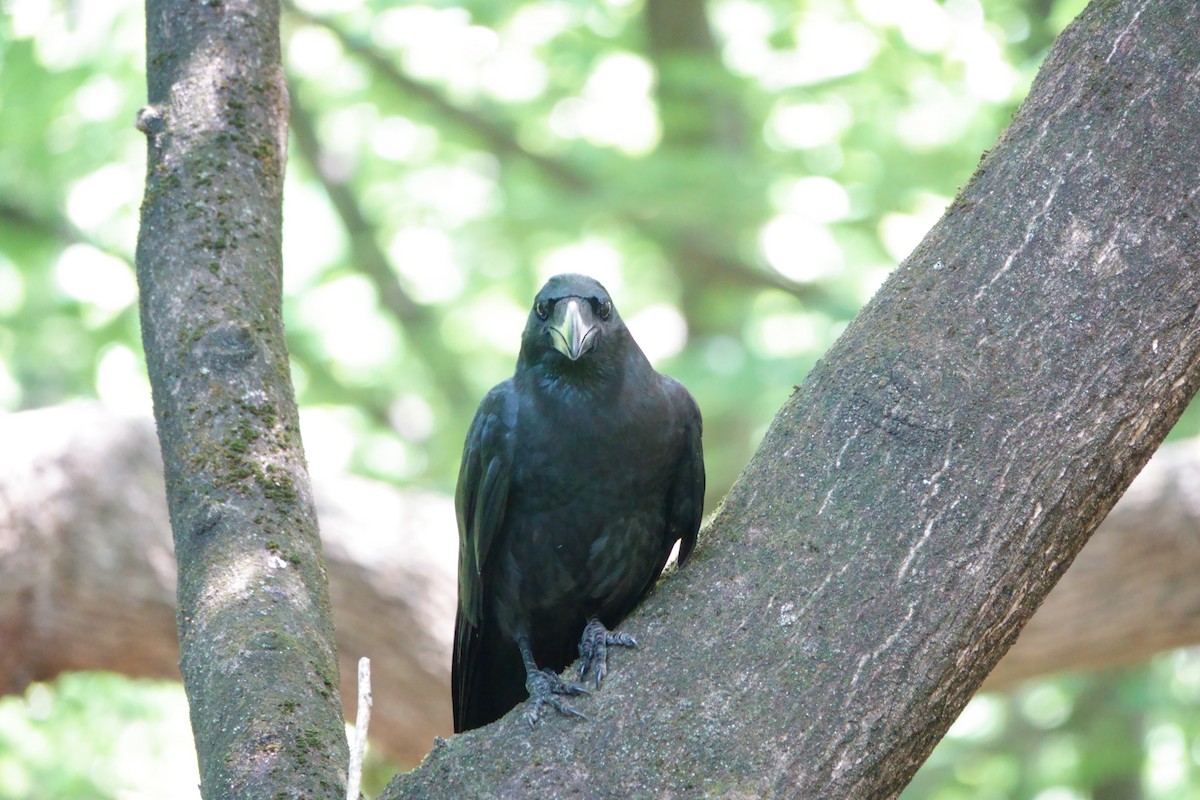 Large-billed Crow - ML642316929