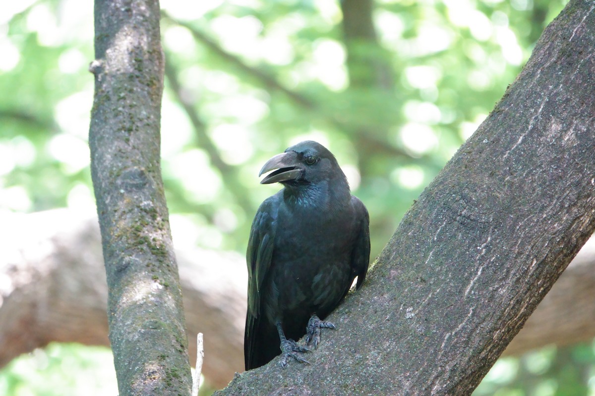 Large-billed Crow - ML642316930