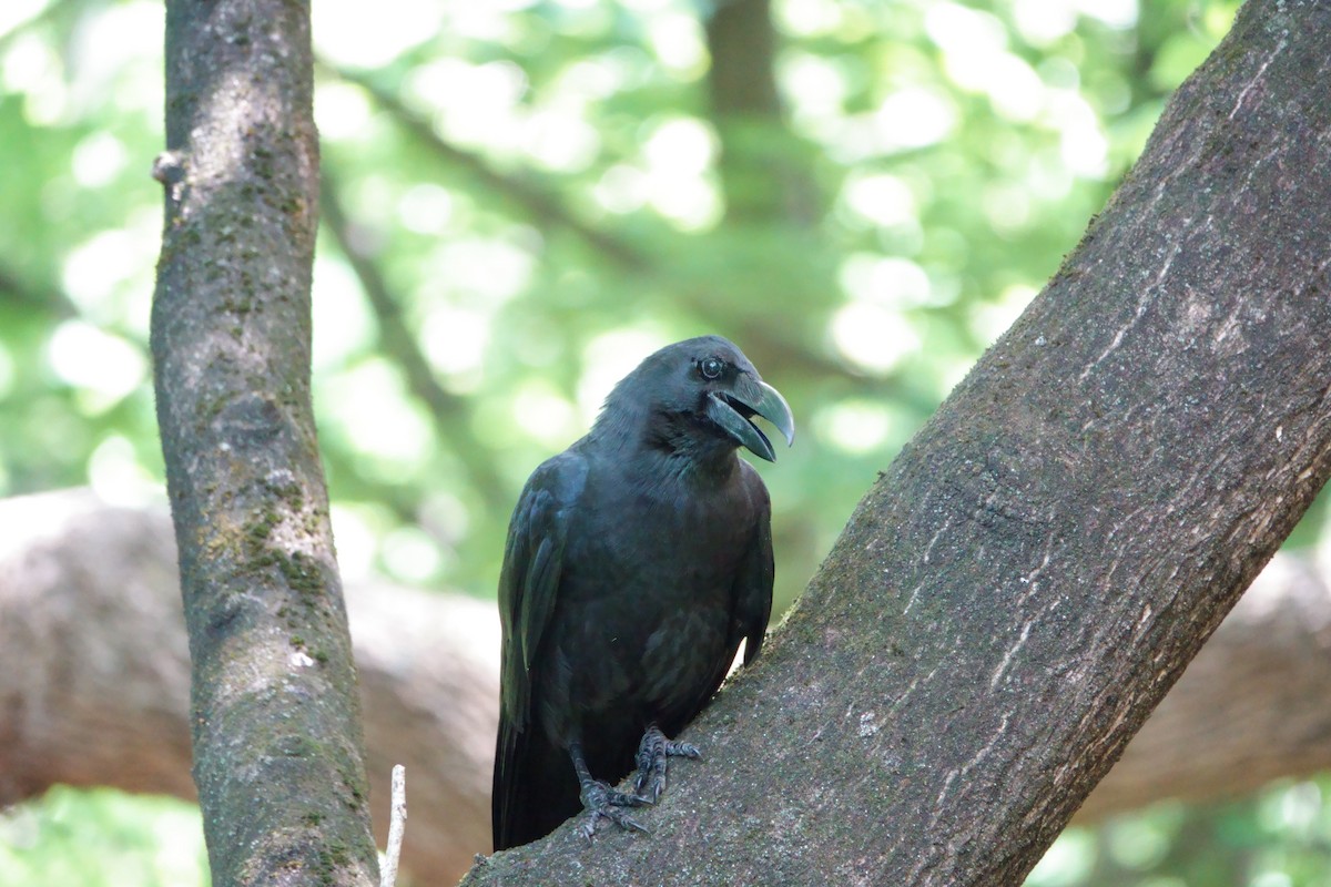Large-billed Crow - ML642316931