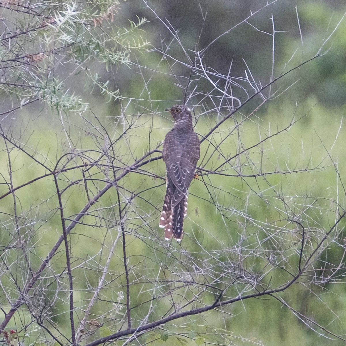 Common Cuckoo - ML642316932