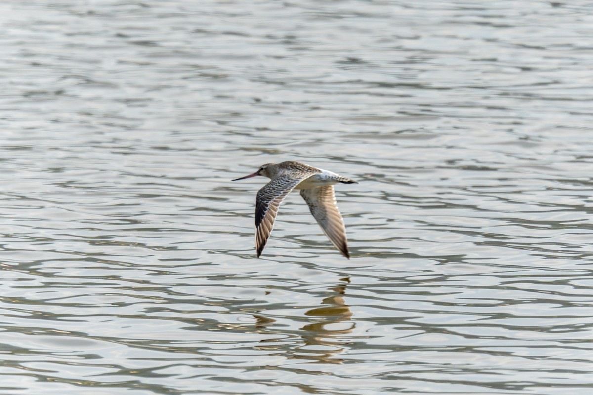Bar-tailed Godwit - ML642316933