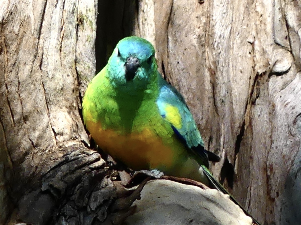 ビセイインコ - ML642316970
