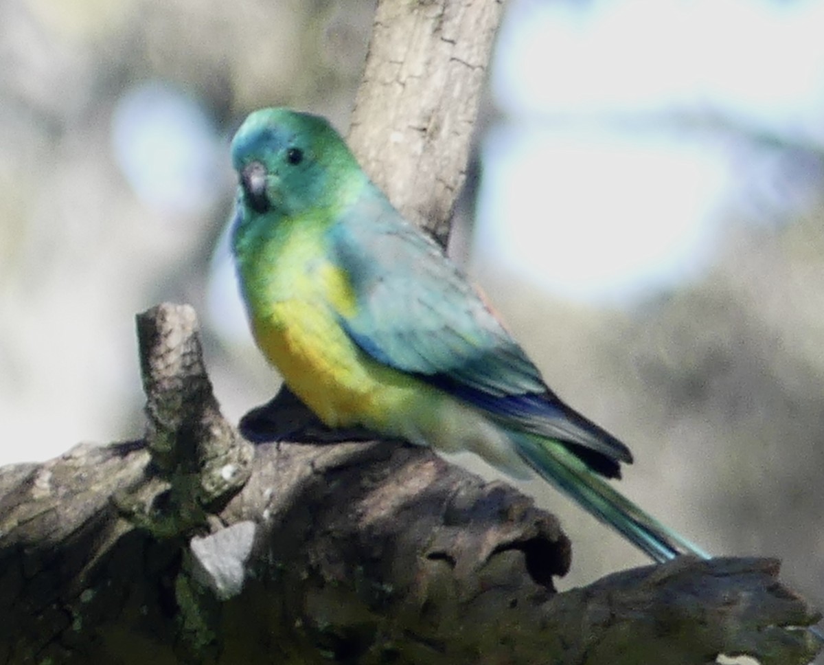 ビセイインコ - ML642316971
