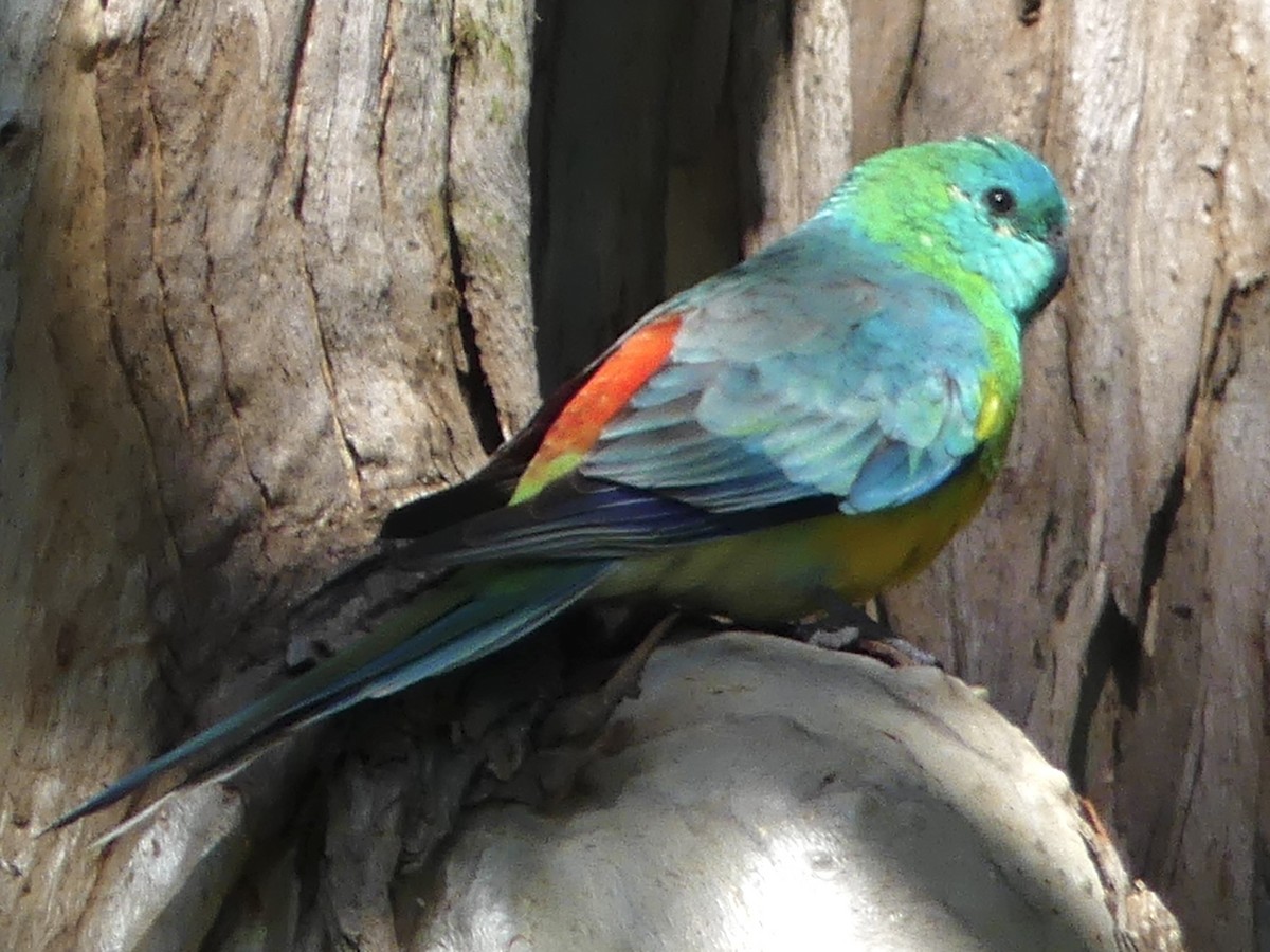 ビセイインコ - ML642316972