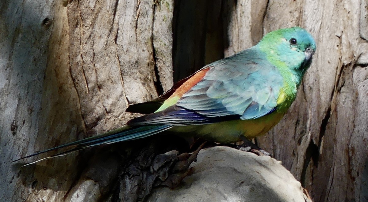 ビセイインコ - ML642316974