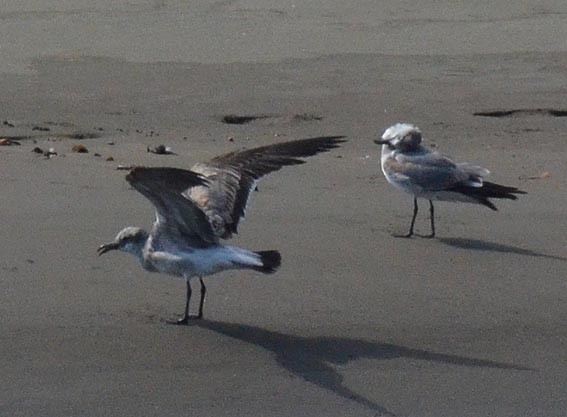 Gaviota Guanaguanare - ML642316998