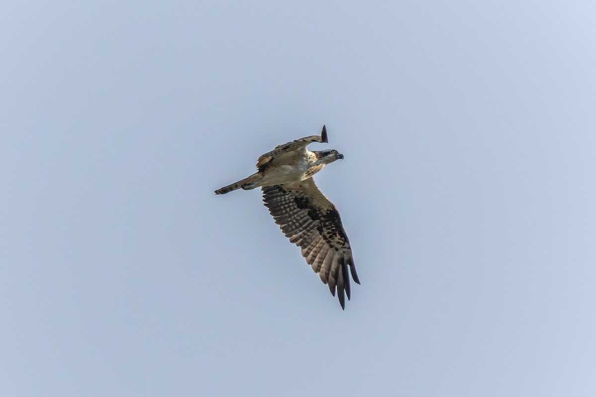 Águila Pescadora - ML642316999
