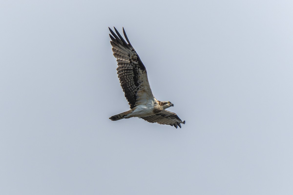Águila Pescadora - ML642317000