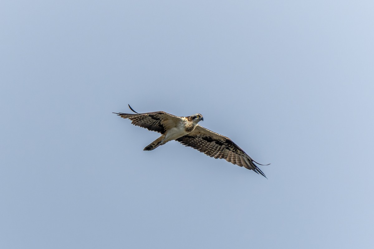 Águila Pescadora - ML642317001