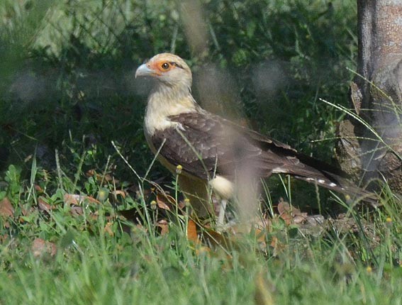 Caracara Chimachima - ML642317004