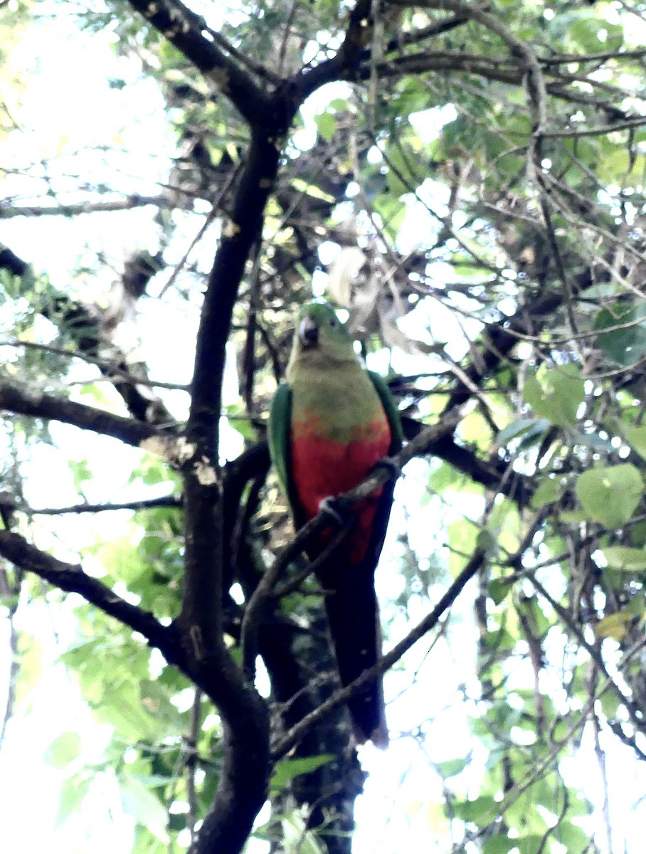 Papagayo Australiano - ML642317005