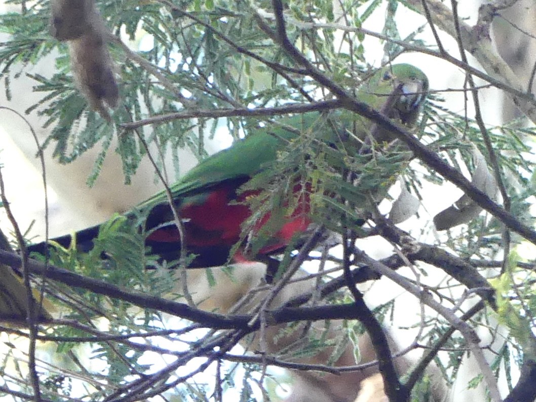 Papagayo Australiano - ML642317006