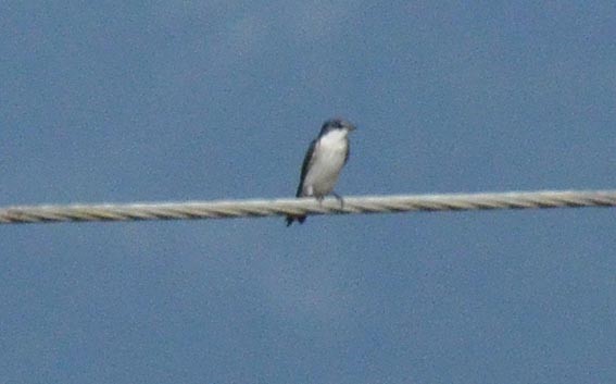 Golondrina de Manglar - ML642317007