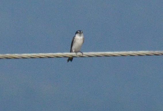 Golondrina de Manglar - ML642317014