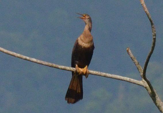 Anhinga - ML642317025