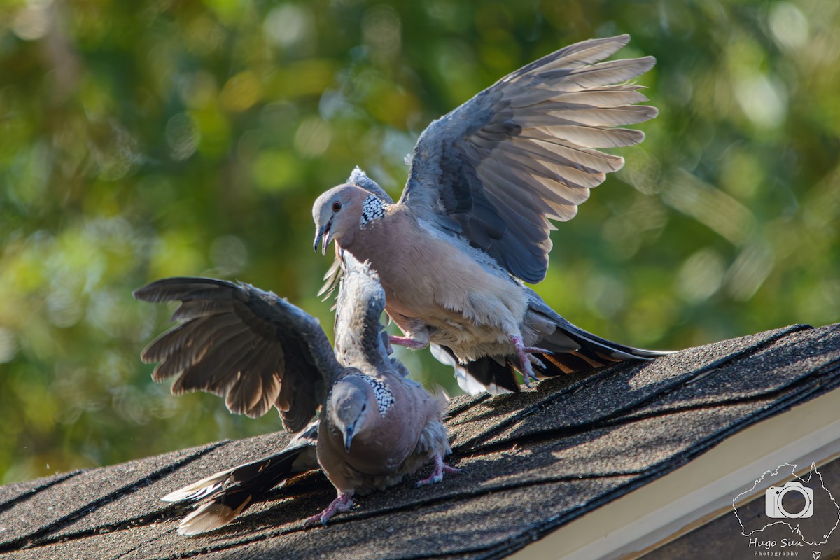 珠頸斑鳩 - ML642317027