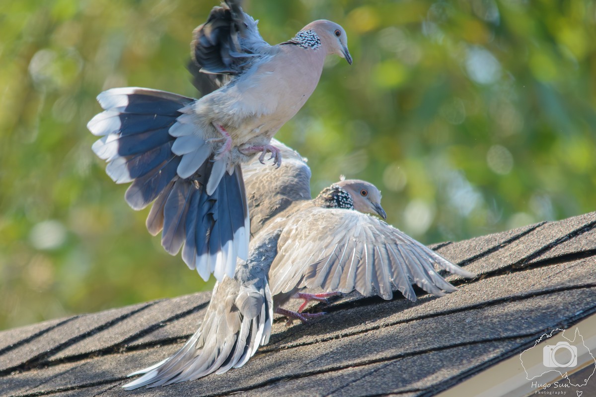 珠頸斑鳩 - ML642317028
