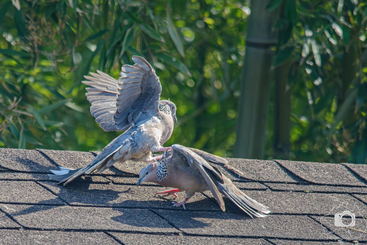 珠頸斑鳩 - ML642317029