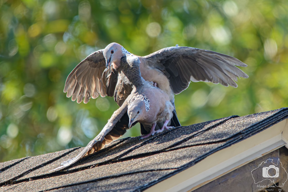 珠頸斑鳩 - ML642317030