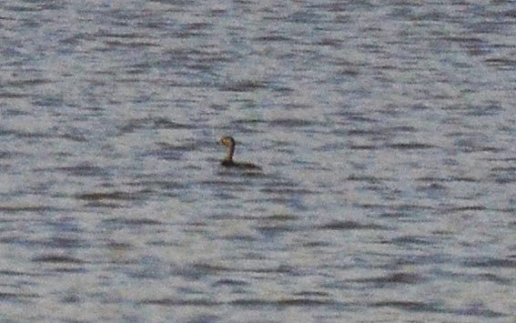 Least Grebe - ML642317031