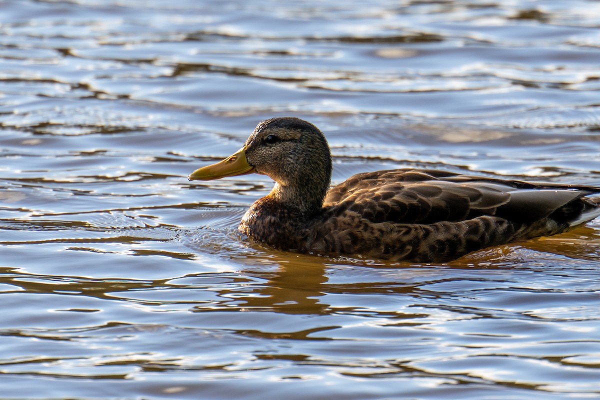 綠頭鴨 - ML642317037