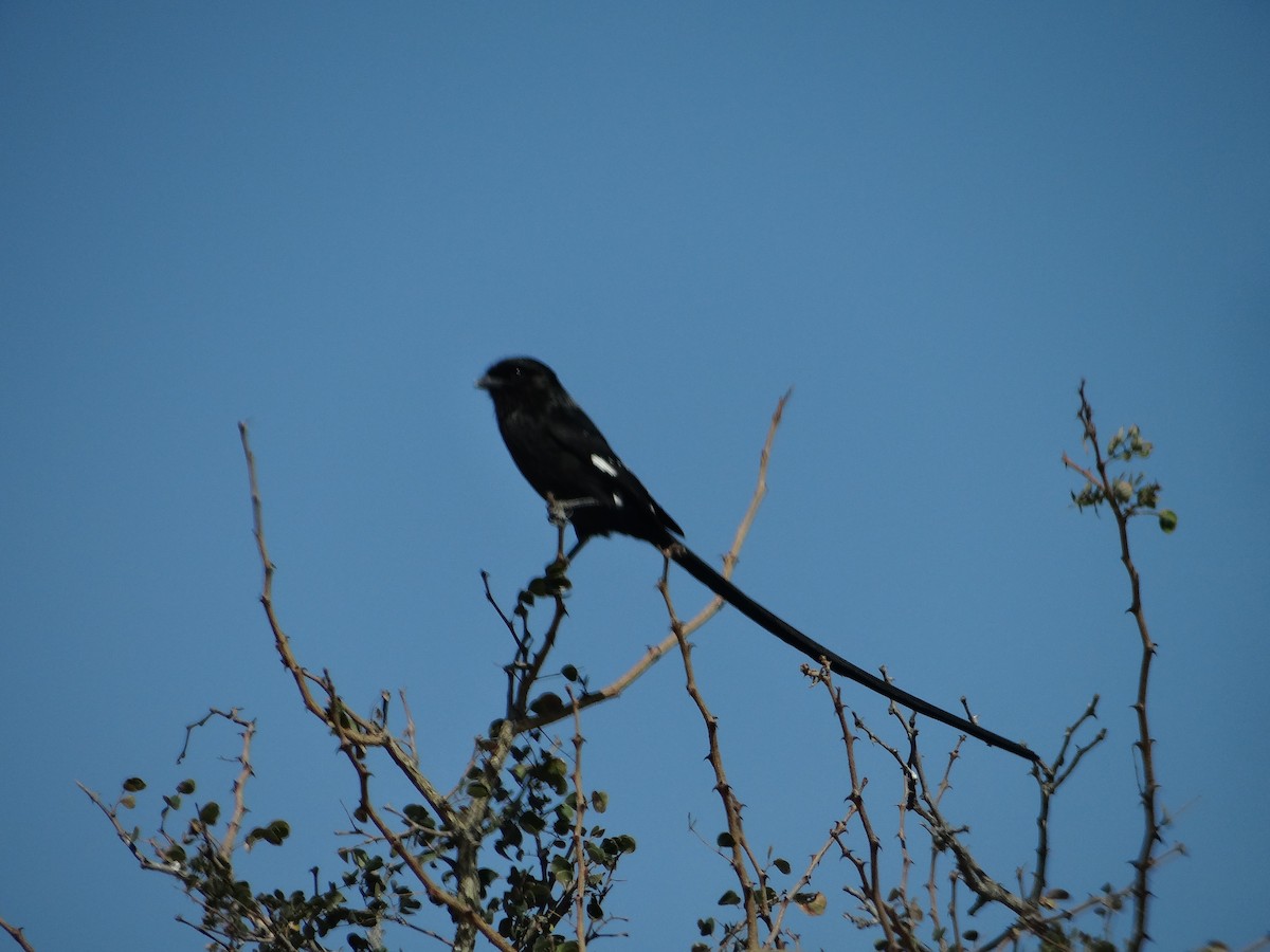 Magpie Shrike - ML642317041