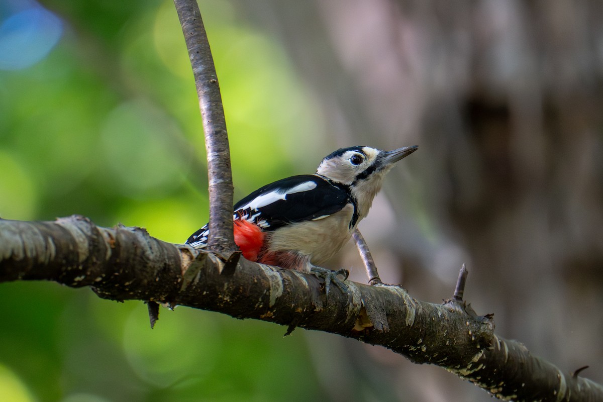 Great Spotted Woodpecker - ML642317043