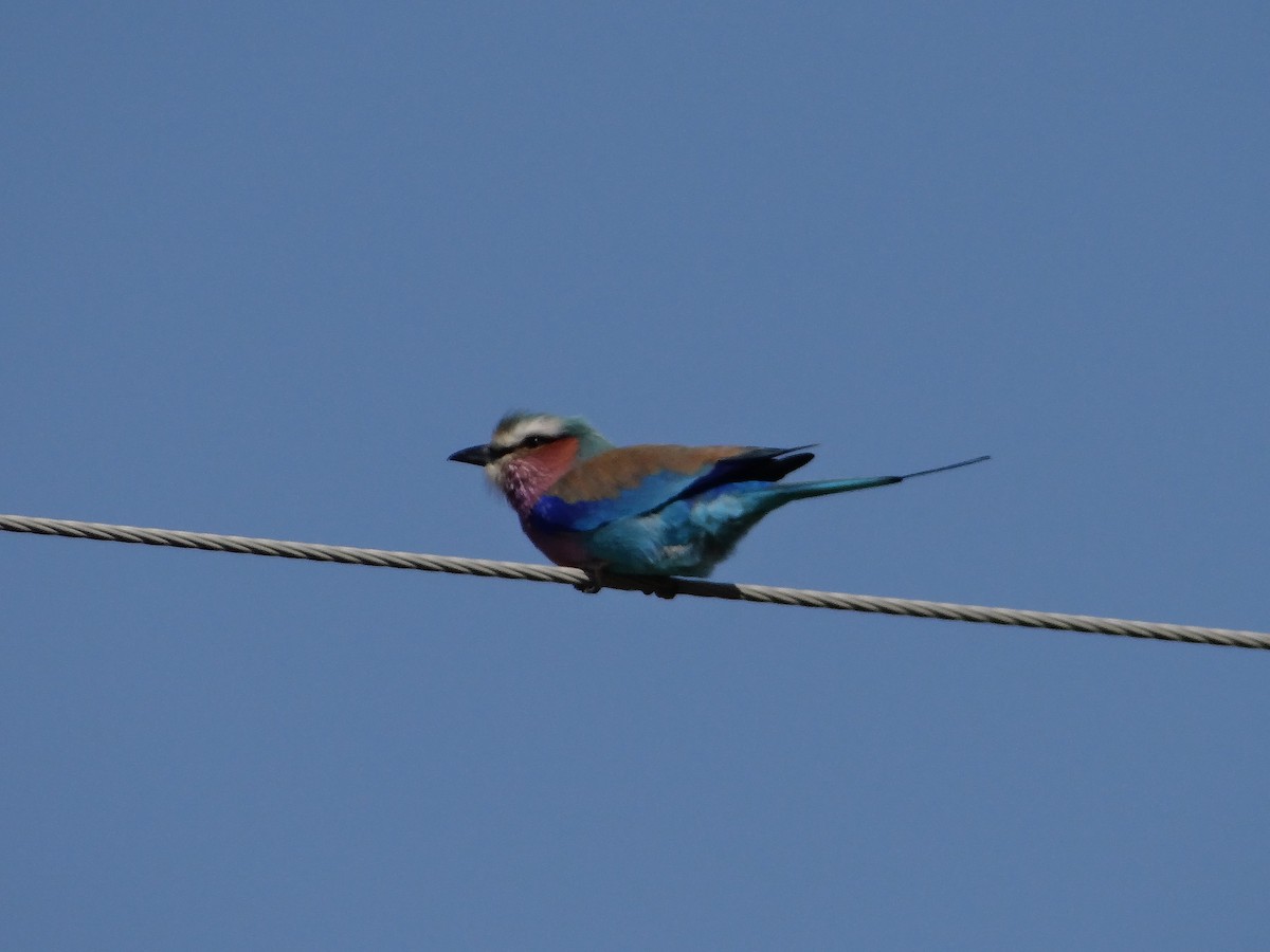 Lilac-breasted Roller - ML642317048