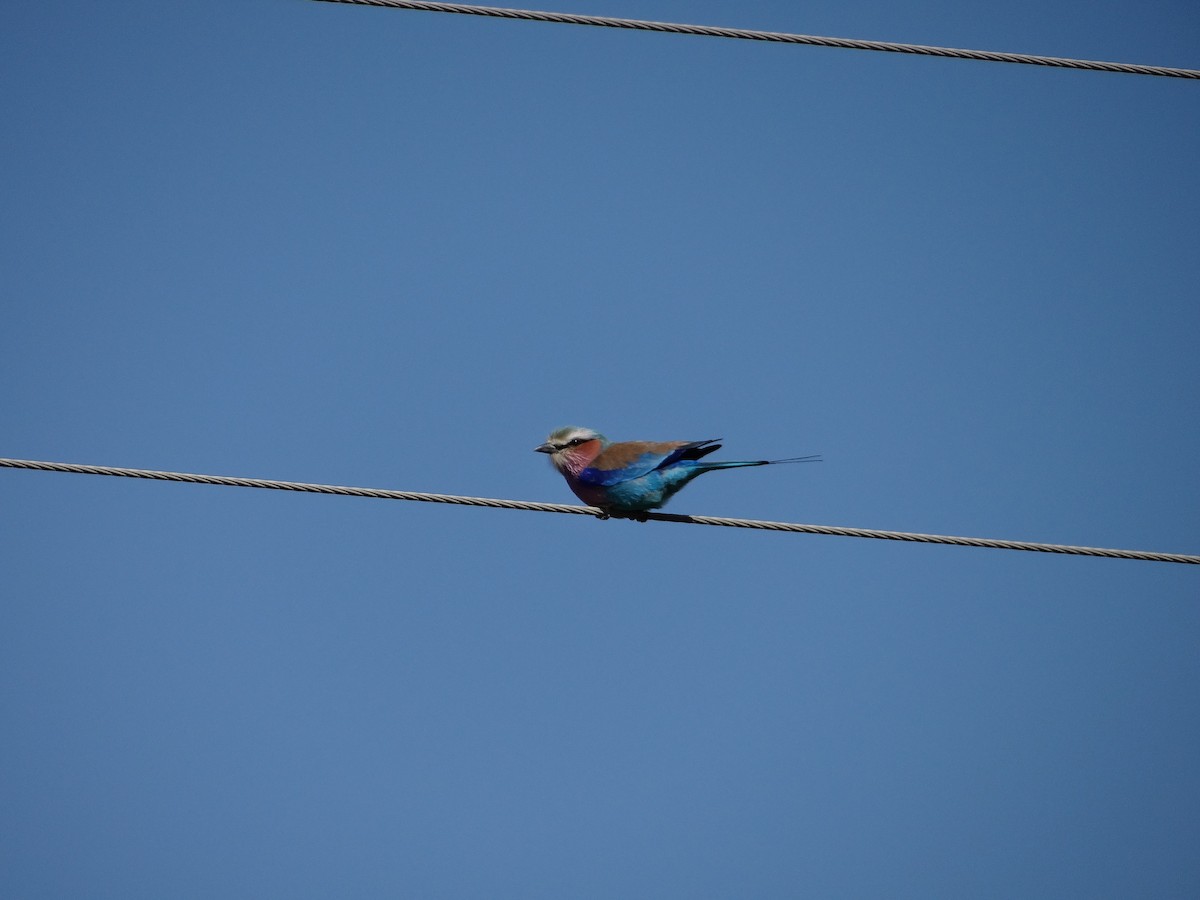 Lilac-breasted Roller - ML642317049