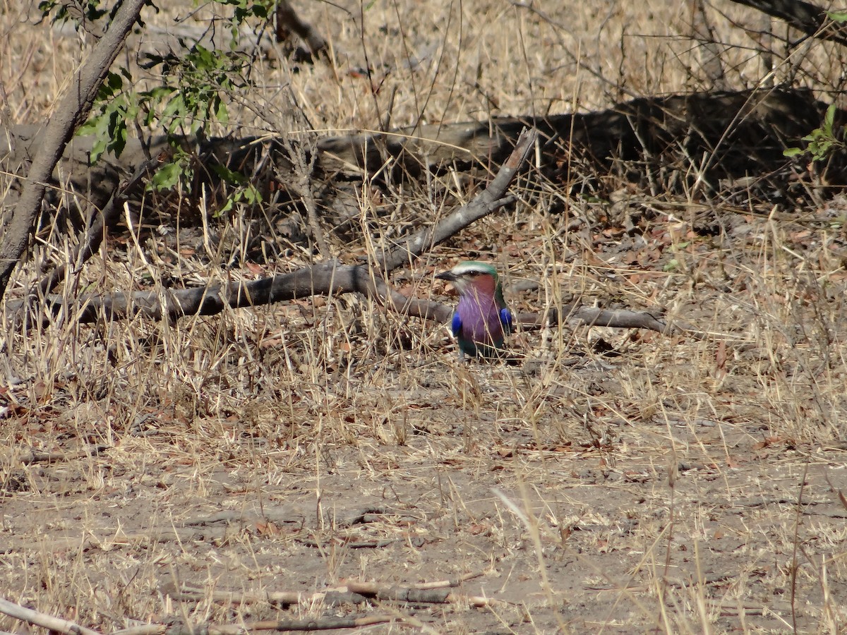 Lilac-breasted Roller - ML642317050