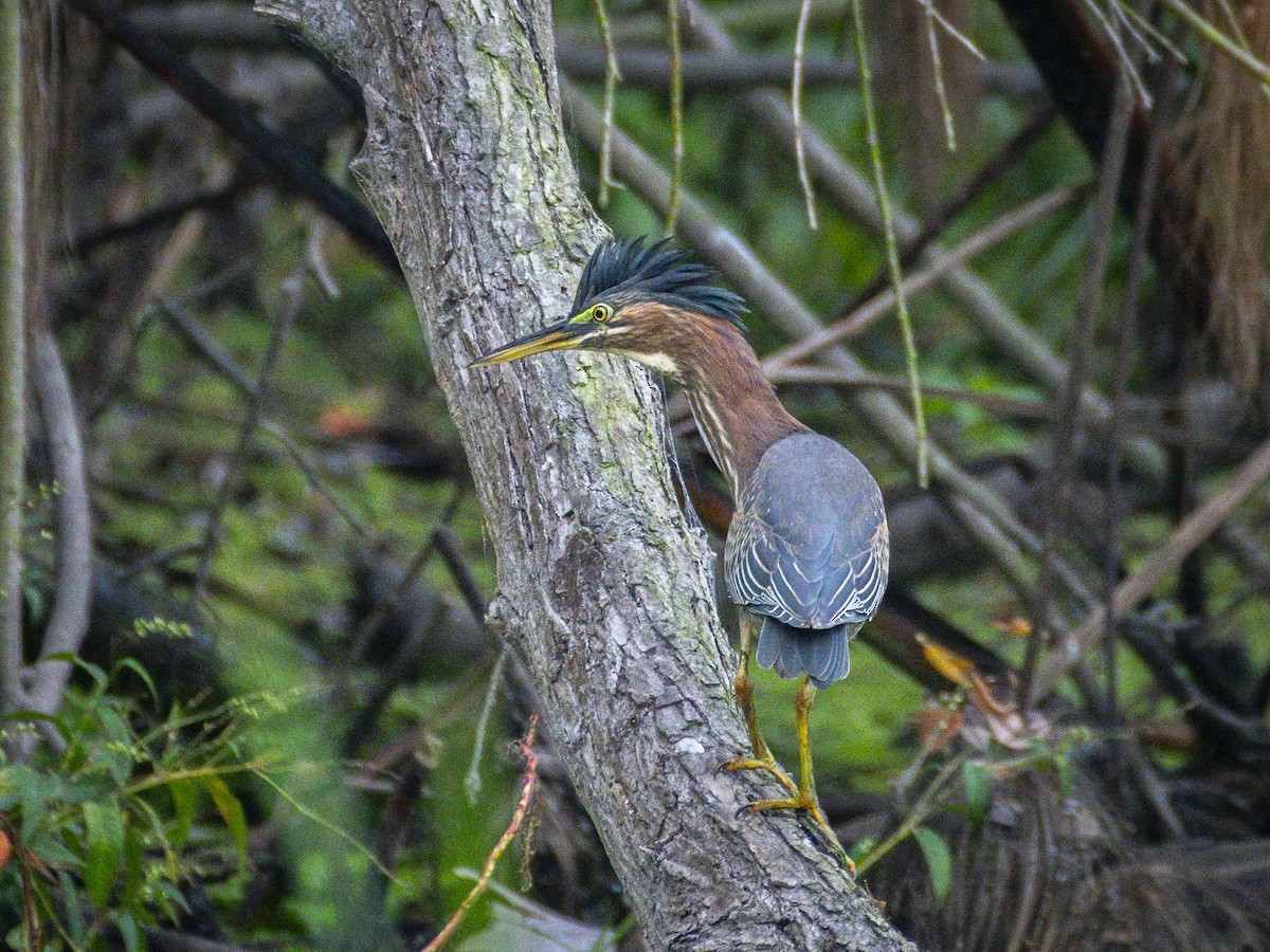 Green Heron - ML642317093