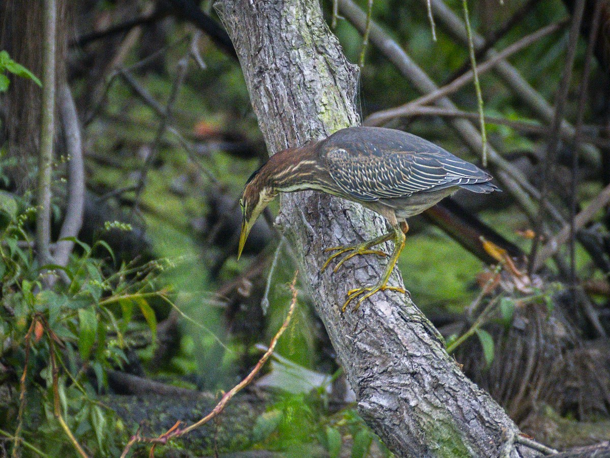 Green Heron - ML642317094