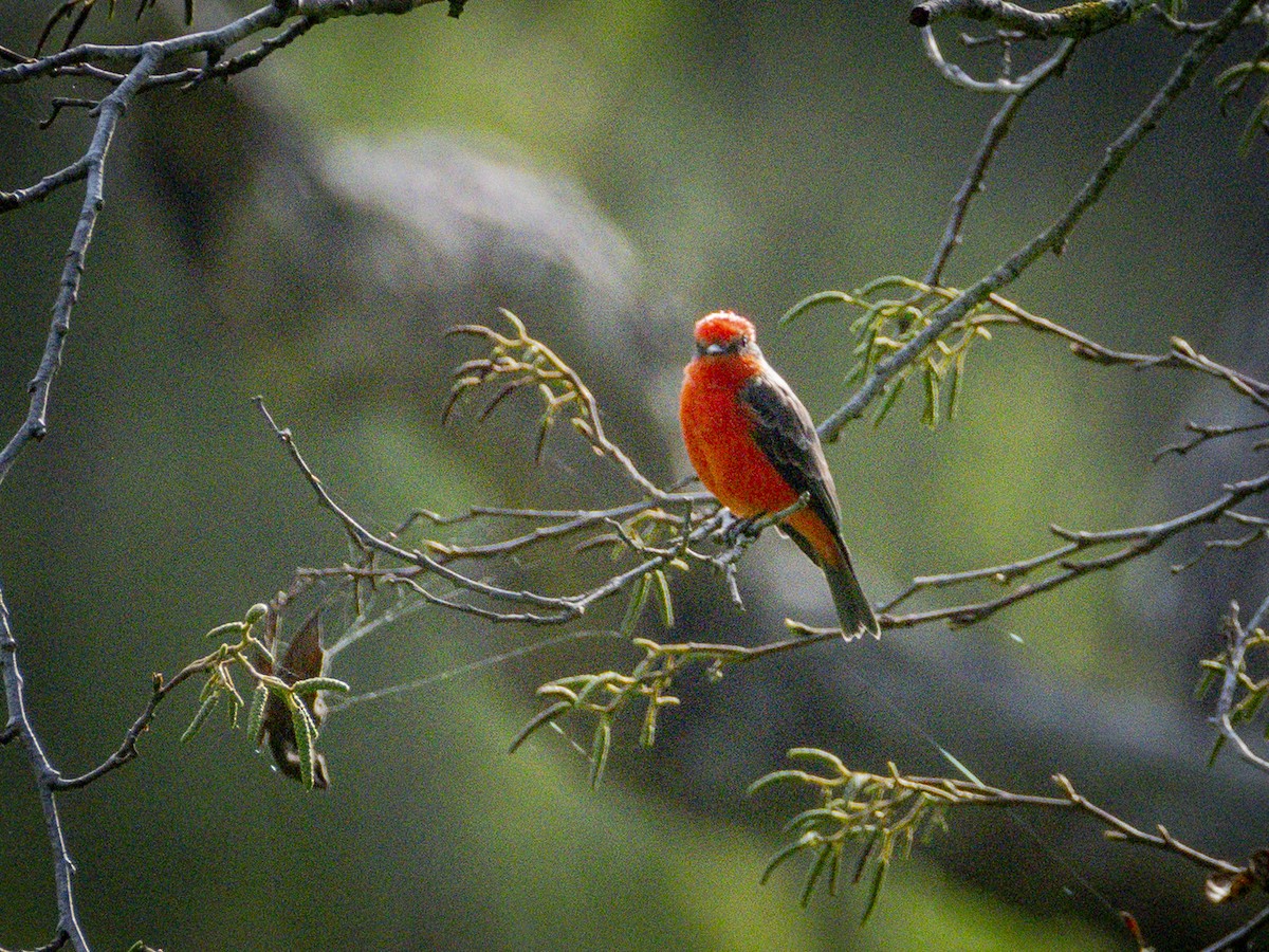 Mosquero Cardenal - ML642317103