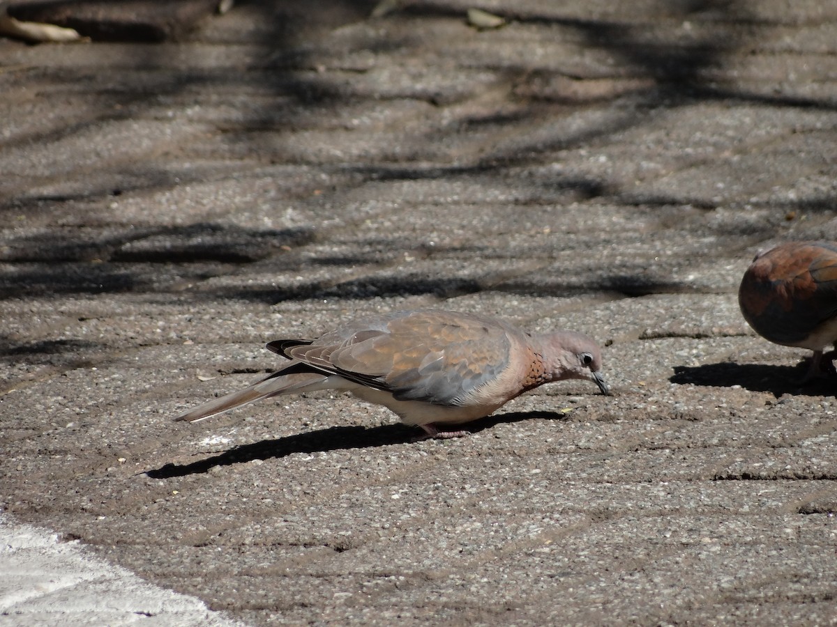 Tórtola Senegalesa - ML642317117