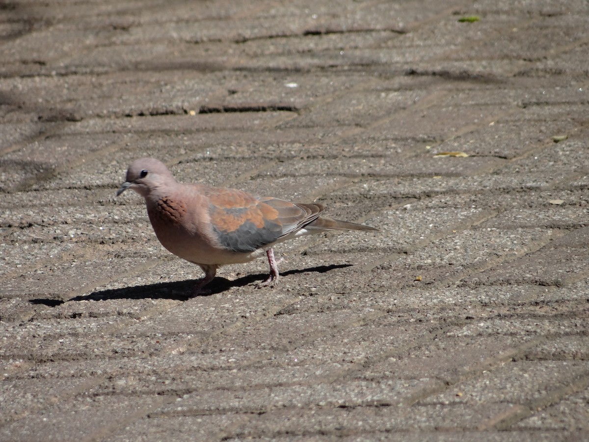 Tórtola Senegalesa - ML642317118