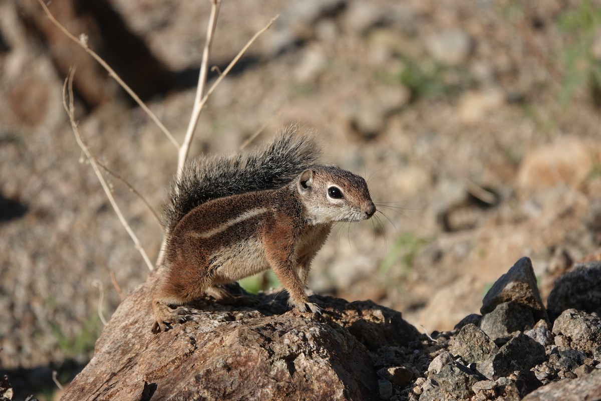 Harris' Antelope Squirrel - ML642317137