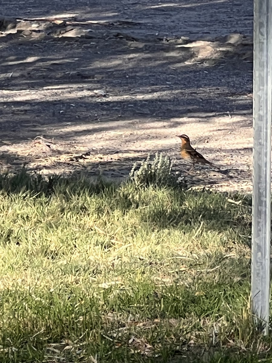 Varied Thrush - ML642317149