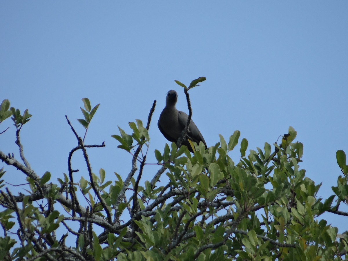 gråturako - ML642317157