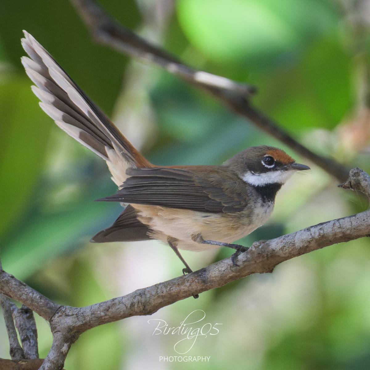 Supertramp Fantail (Lesser Sundas) - ML642317164