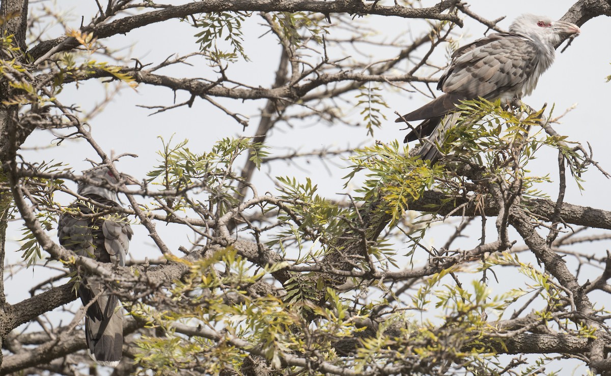 Channel-billed Cuckoo - ML642317165