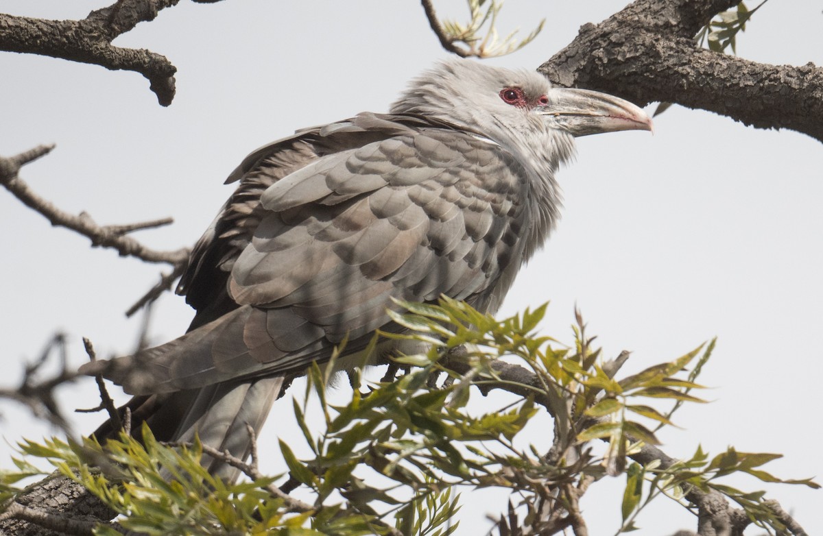 Channel-billed Cuckoo - ML642317171