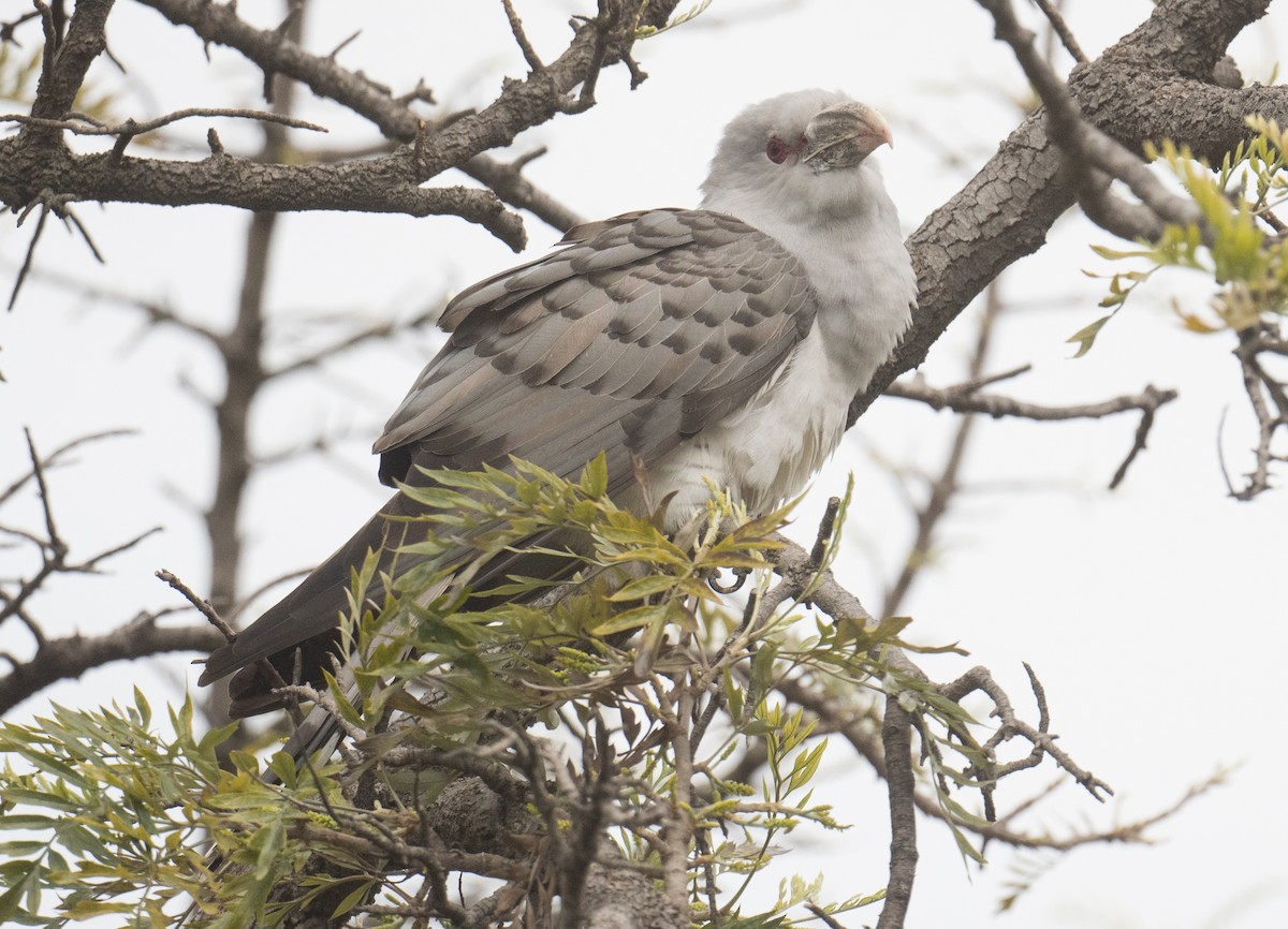 Channel-billed Cuckoo - ML642317175