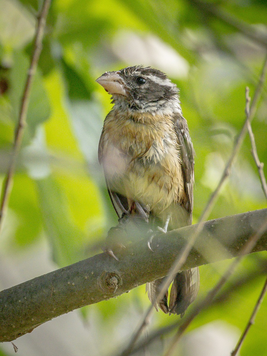 Black-headed Grosbeak - ML642317185