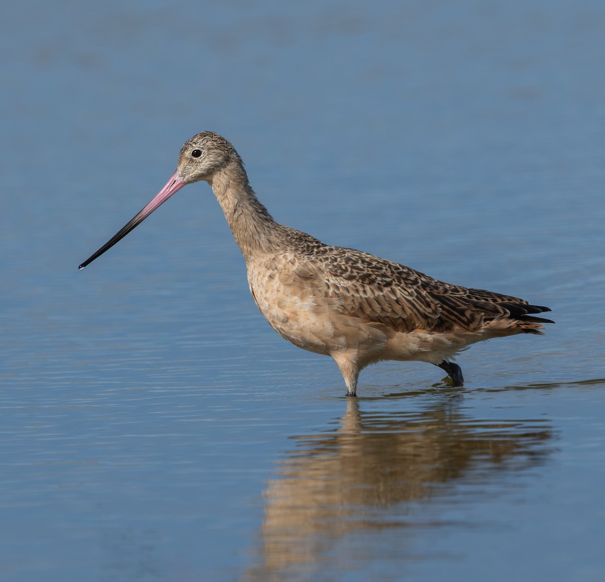 Marbled Godwit - ML642317186