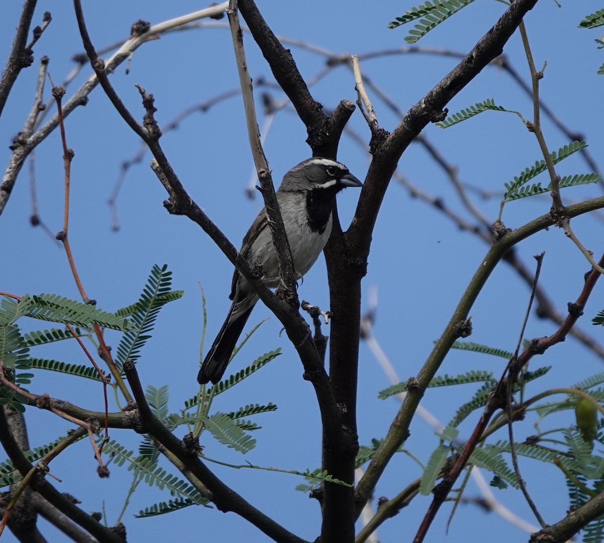 Black-throated Sparrow - ML642317192