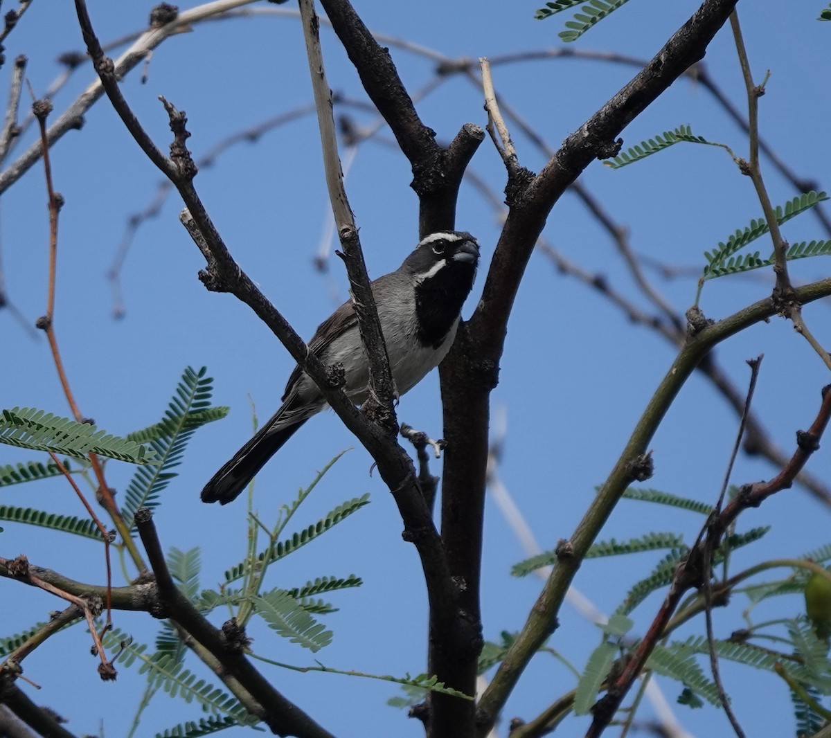 Black-throated Sparrow - ML642317195