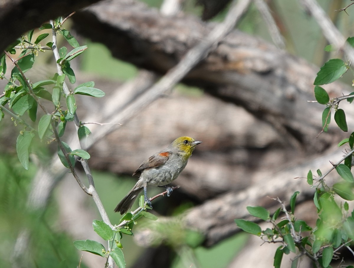 Verdin - ML642317196