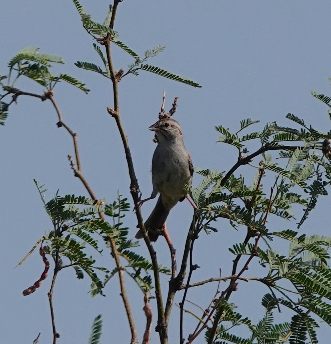Rufous-winged Sparrow - ML642317197